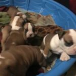 English Bulldogs in San Bernardino, California
