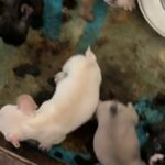 9 Frenchies Sitting In A Row in Sacramento, California