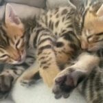 Bengals For Sale in Hartford, Connecticut