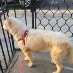 she's actually an  ALUSKY WITH PAPERS $950  NYC in New York City, New York
