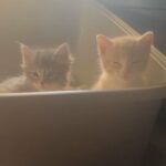 Cats Need A Home in Newark, California