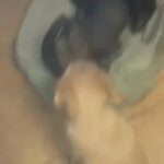 Xolocitzcuintil Puppies 1 Month in Covina, California