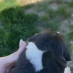 Sophie in Springfield, Missouri
