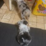 ASDR Mini Australian Shepherd in Lexington, South Carolina