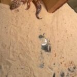 Leopard Geckos in Summerville, South Carolina