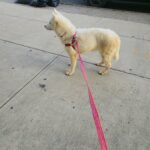 7months  BIG sweet husky girl $700 with papers brooklyn  ny in New York City, New York