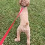 red standard  poodle in Lexington-Fayette, Kentucky