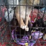 husky pits in Graham, North Carolina