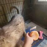 3months husky boy $1200 with papers brooklyn  n.y in New York City, New York