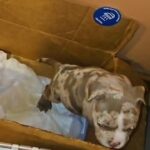 at 8 weeks he think he a grown man already ???? in Chicago, Illinois