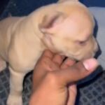 Amazing puppy Financing Available in Appleton, Wisconsin