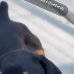 Doberman Babies For Rehoming in Sumter, South Carolina