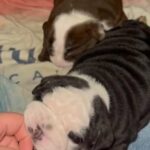 English Bulldog Puppies in Houston, Texas