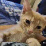 cute loving little kitten in Edinburg, Texas