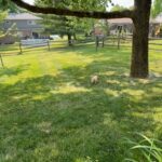 Phoenix Havapoo Up For Rehoming in West Chester, Ohio