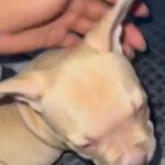 Amazing  female puppies available ? in Atlanta, Georgia