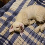 white light blue eyes playful kitten in Edinburg, Texas