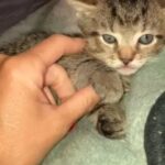 Manx Male kitten in Summit, New Jersey