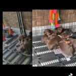 Akc Doberman Pincher Puppies in Sumter, South Carolina