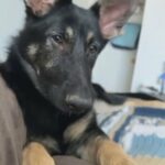 AKC German Shepherd 7months Old in Fort Worth, Texas