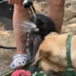 Great Dane Pups in Verona, Wisconsin