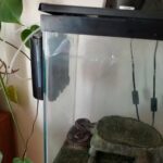 12 Year old ball python in Desert Hot Springs, California