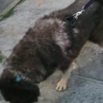 purebreed  Alaskan  malamute boy $800 brooklyn  nyc in New York City, New York