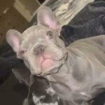 Akc Lilac Female French Bulldog in Portland, Oregon