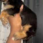 Traditional Yorkie in Houston, Texas