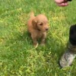 Honey in Springfield, Missouri