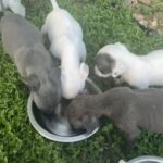 Full Breed Blue Nose Pitbulls in Pearland, Texas