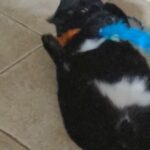Shaq needs a good home ??‍⬛ in Spring, Texas