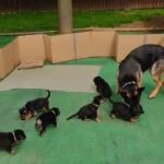 German Shepherd Rottweiler mix in Appleton, Wisconsin