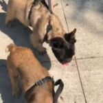 French Bulldog Fawn Fluffy Carrier Boston MA in Brookline, Massachusetts