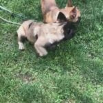 Full Fluffy Fawn French Bulldog in Brookline, Massachusetts