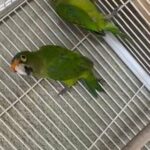 Half Moon Conure in Menifee, California