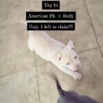 american Pitbull x Bully in Vail, Arizona