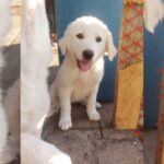 livestock puppies in Seagoville, Texas