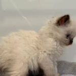 Ivan Ragdoll in Central Islip, New York