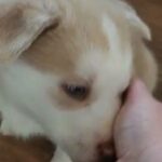 5 week old husky puppies in Cleveland, Tennessee