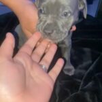 American Bully Puppy in Menifee, California