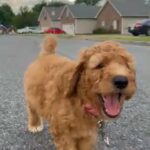 Golden Doodle F1bb in Nashville, Tennessee