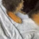 German Shepherd Puppy in Houston, Texas