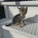 Bengal Kittens in Pittsburgh, Pennsylvania