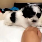 Adorable - Shih Tzu puppies!! in Oakland, California