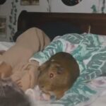 2 Guinea Pigs in Mobile, Alabama