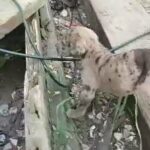 puppies for sale in Muskegon, Michigan