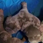 mommy cloned herself but as a boy!? in Chicago, Illinois