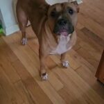Needs a good home in Myrtle Beach, South Carolina