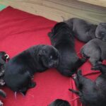 cane corso in Traverse City, Michigan